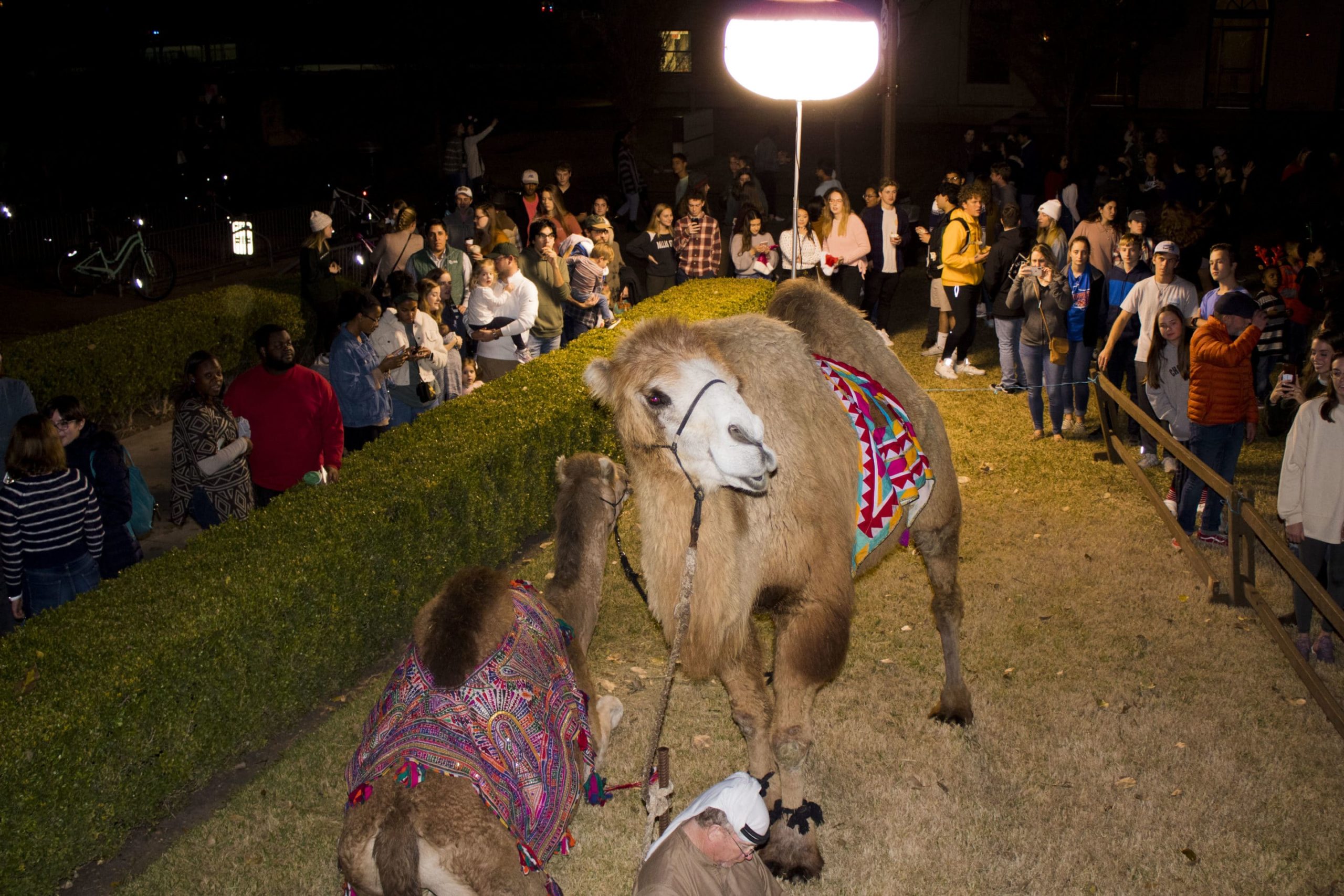 Christmas Camels A walk through Baylor’s Christmas on 5th Baylor Line