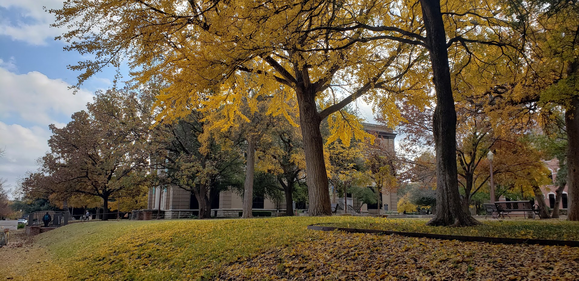 Rooted in Green and Gold - The Baylor Line
